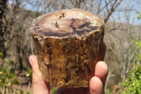 Polished Petrified Wood Branch Pieces x 3 From Gokwe, Zimbabwe