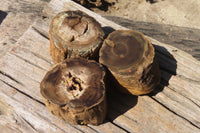 Polished Petrified Wood Branch Pieces x 3 From Gokwe, Zimbabwe