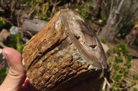 Polished Petrified Wood Branch Pieces x 3 From Gokwe, Zimbabwe