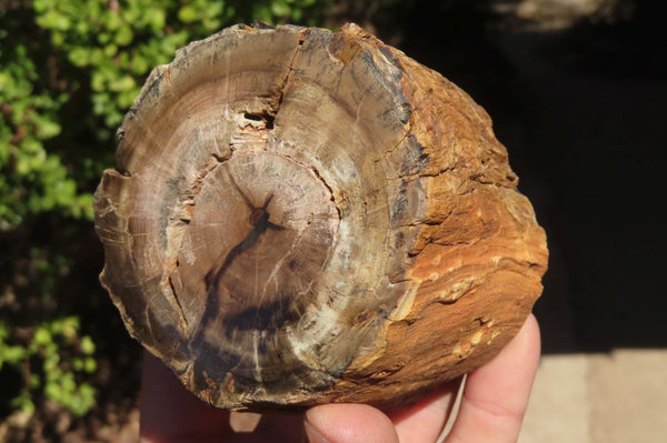 Polished Petrified Wood Branch Pieces x 3 From Gokwe, Zimbabwe