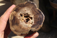 Polished Petrified Wood Branch Pieces x 3 From Gokwe, Zimbabwe