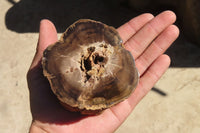 Polished Petrified Wood Branch Pieces x 3 From Gokwe, Zimbabwe