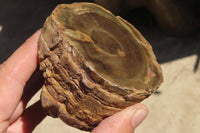 Polished Petrified Wood Branch Pieces x 3 From Gokwe, Zimbabwe