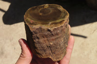 Polished Petrified Wood Branch Pieces x 3 From Gokwe, Zimbabwe