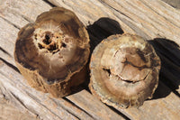 Polished Petrified Wood Branch Pieces x 3 From Gokwe, Zimbabwe