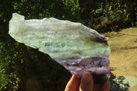 Polished On One Side Watermelon Fluorite Specimens x 2 From Uis, Namibia