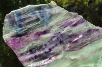 Polished On One Side Watermelon Fluorite Specimens x 2 From Uis, Namibia