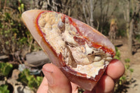 Polished Carnelian Standing Free Forms x 5 From Madagascar