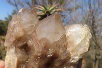 Natural Smokey Quartz Clusters x 2 From Luena, Congo