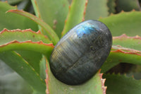 Polished Labradorite Galet / Palm Stones x 12 From Tulear, Madagascar