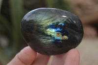 Polished Labradorite Galet / Palm Stones x 12 From Tulear, Madagascar