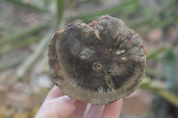 Polished Petrified Wood Branch Pieces x 4 From Gokwe, Zimbabwe