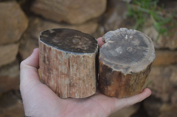 Polished Petrified Wood Branch Pieces x 4 From Gokwe, Zimbabwe