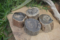 Polished Petrified Wood Branch Pieces x 4 From Gokwe, Zimbabwe