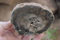 Polished Petrified Wood Branch Pieces x 4 From Gokwe, Zimbabwe