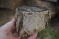 Polished Petrified Wood Branch Pieces x 4 From Gokwe, Zimbabwe