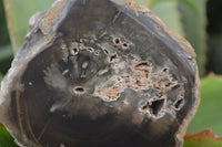 Polished Petrified Wood Branch Pieces x 4 From Gokwe, Zimbabwe