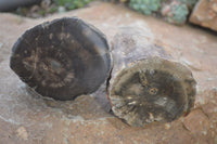 Polished Petrified Wood Branch Pieces x 4 From Gokwe, Zimbabwe