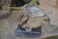 Polished Petrified Wood Branch Pieces x 4 From Gokwe, Zimbabwe