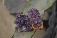 Natural Amethyst Clusters x 35 From Kwaggafontein, South Africa