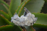 Natural Aegirine With Green Arfvedsonite and Smokey Quartz On Orthoclase x 12 From Zomba, Malawi