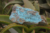 Natural Chrysocolla Dolomite Specimens x 2 From Likasi, Congo