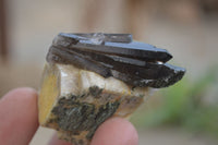 Natural Aegirine With Black Schorl Specimens x 12 From Zomba, Malawi