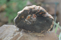 Polished Petrified Wood Branch Pieces x 4 From Gokwe, Zimbabwe