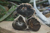 Polished Petrified Wood Branch Pieces x 4 From Gokwe, Zimbabwe