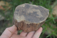 Polished Petrified Wood Branch Pieces x 4 From Gokwe, Zimbabwe