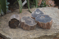 Polished Petrified Wood Branch Pieces x 4 From Gokwe, Zimbabwe