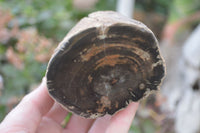 Polished Petrified Wood Branch Pieces x 4 From Gokwe, Zimbabwe