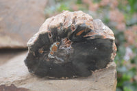 Polished Petrified Wood Branch Pieces x 4 From Gokwe, Zimbabwe