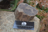 Polished Petrified Wood Branch Pieces x 4 From Gokwe, Zimbabwe