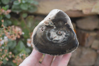 Polished Petrified Wood Branch Pieces x 4 From Gokwe, Zimbabwe