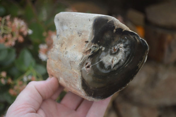 Polished Petrified Wood Branch Pieces x 4 From Gokwe, Zimbabwe