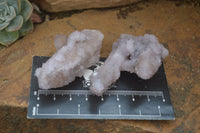 Natural Amethyst / Ametrine Spirit Quartz Clusters x 24 From Boekenhouthoek, South Africa