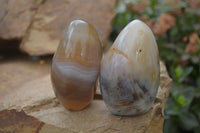 Polished Dendritic Agate Standing Free Forms x 6 From Madagascar