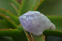 Natural Jacaranda Amethyst Crystals x 35 From Zambia