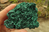 Natural Silky Malachite Specimens x 12 From Kasompe, Congo