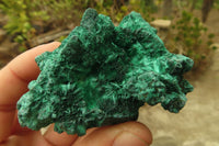 Natural Silky Malachite Specimens x 12 From Kasompe, Congo