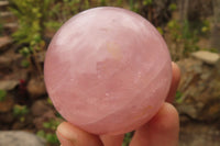 Polished Star Rose Quartz Spheres x 3 From Madagascar