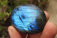 Polished Labradorite Galet / Palm Stones x 12 From Tulear, Madagascar