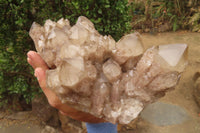 Natural Smokey Quartz Cluster x 1 From Luena, Congo