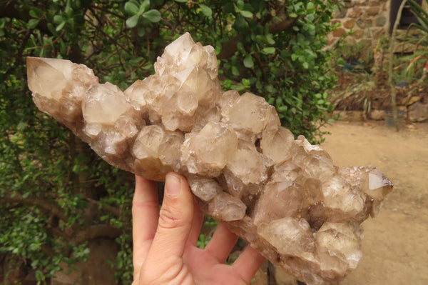 Natural Smokey Quartz Cluster x 1 From Luena, Congo