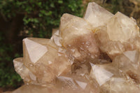 Natural Smokey Quartz Cluster x 1 From Luena, Congo