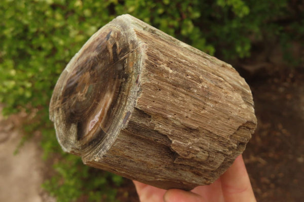 Polished Petrified Wood Branch Pieces x 2 From Gokwe, Zimbabwe