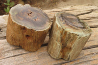 Polished Petrified Wood Branch Pieces x 2 From Gokwe, Zimbabwe