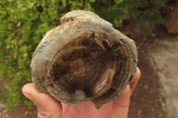 Polished Petrified Wood Branch Pieces x 2 From Gokwe, Zimbabwe