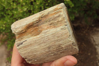 Polished Petrified Wood Branch Pieces x 2 From Gokwe, Zimbabwe